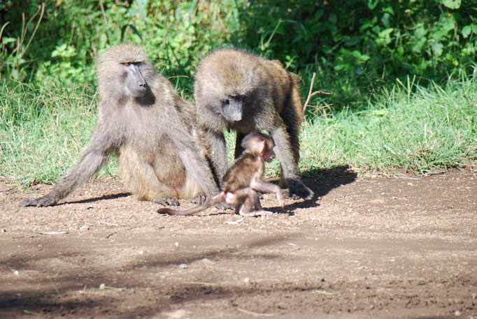 Nakuru Nationalpark, Paviane