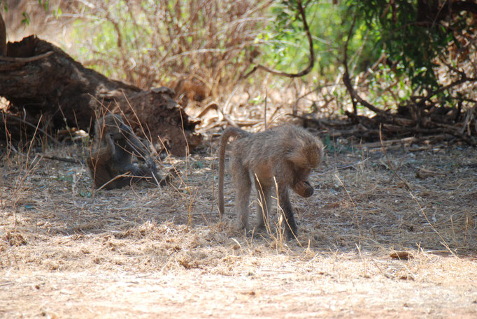 Samburu Nationalpark, Steppenpaviane