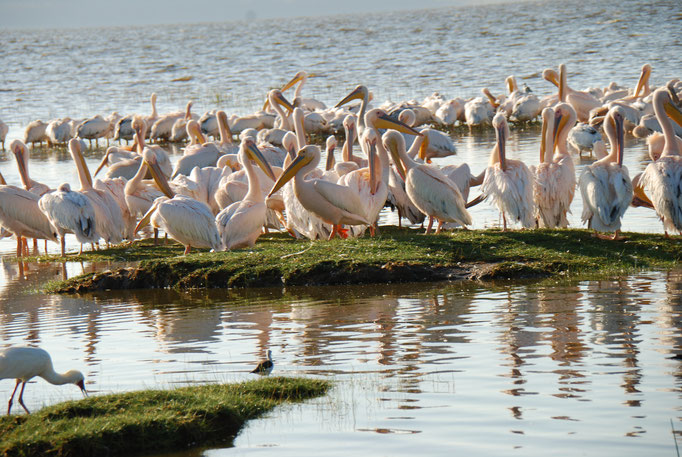 Nakuru Nationalpark,  Vogelwelt am Nakuru See