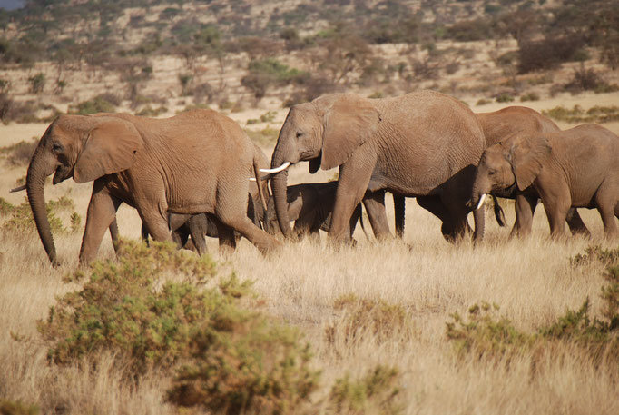 Samburu Nationalpark, Elefanten