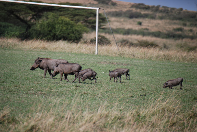 Massai, Mara, Warzenschweine 