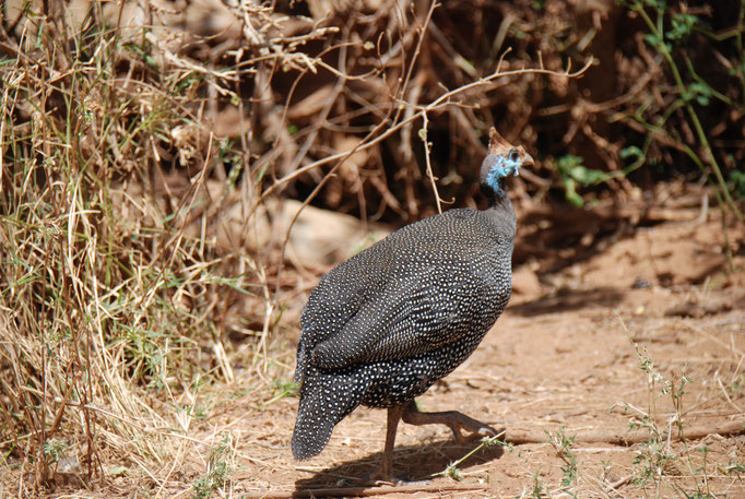 Samburu Nationalpark, Helmperlhühner