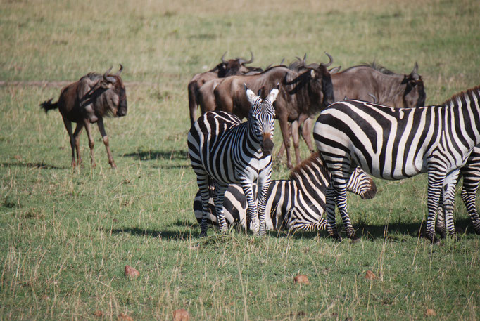 Massai Mara, Gnus