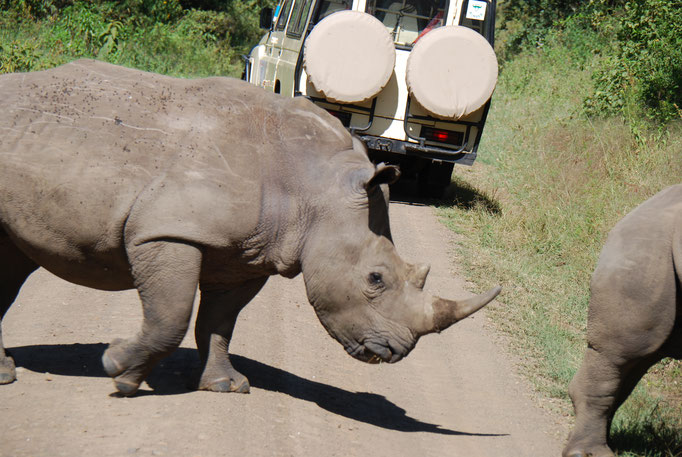 Nakuru Nationalpark, Breitmaulnashörner