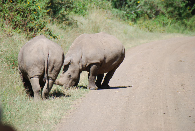Nakuru Nationalpark, Breitmaulnashörner