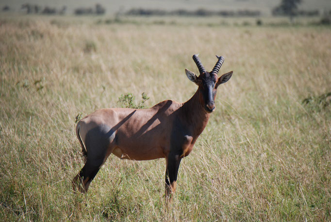 Massai, Mara, Topi oder Leierantilope