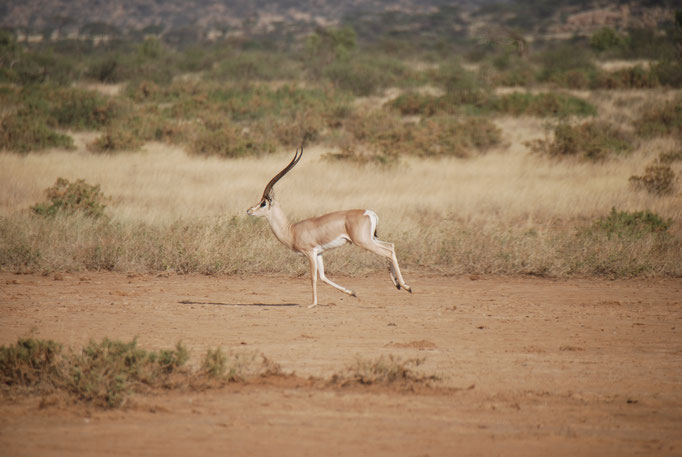 Samburu Nationalpark, Grant Gazelle