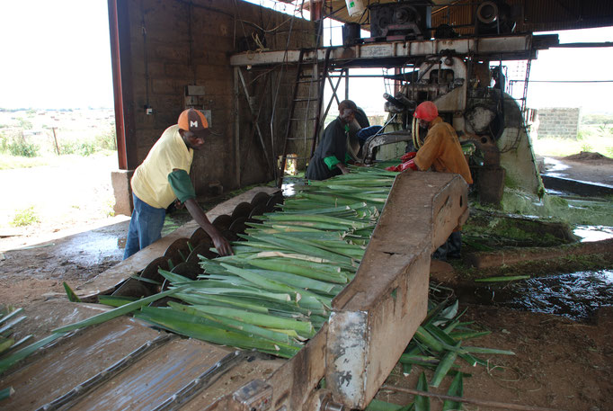 Sisal Plantage mit Fabrik zur Sisal Verarbeitung