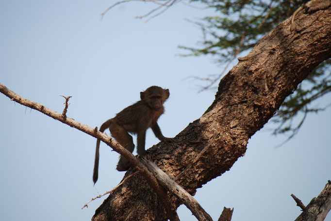 Samburu Nationalpark, Steppenpaviane