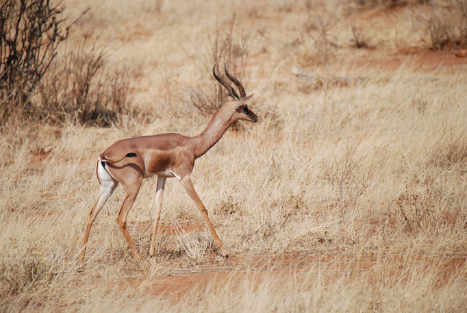 Samburu Nationalpark,  Gerenuk oder  Giraffengazelle