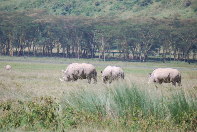 Nakuru Nationalpark,  Spitzmaulnashörner