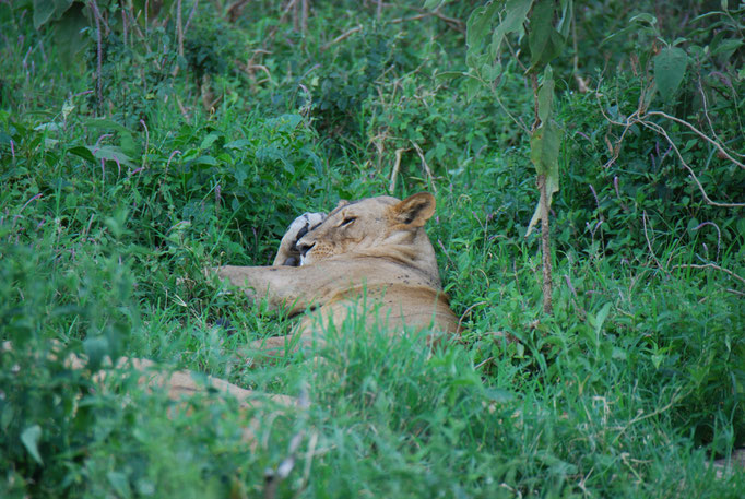 Nakuru Nationalpark, Löwin