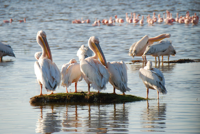 Nakuru Nationalpark,  Vogelwelt am Nakuru See