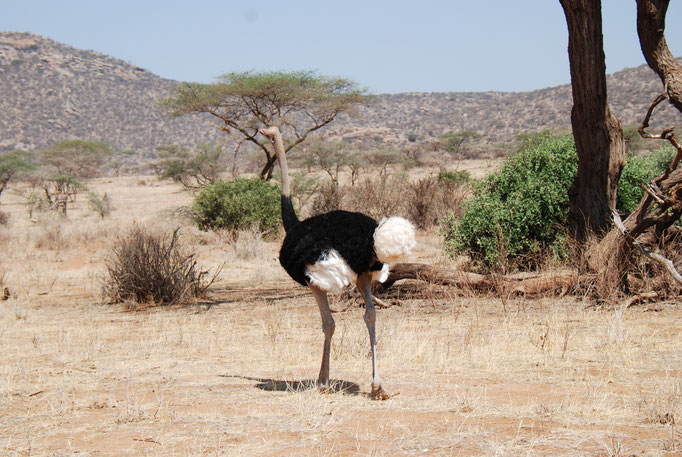 Samburu Nationalpark, Strauß 