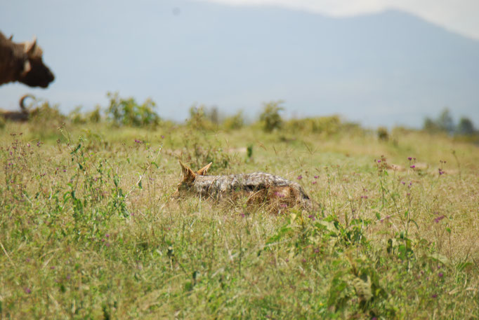 Nakuru Nationalpark, Schakal 