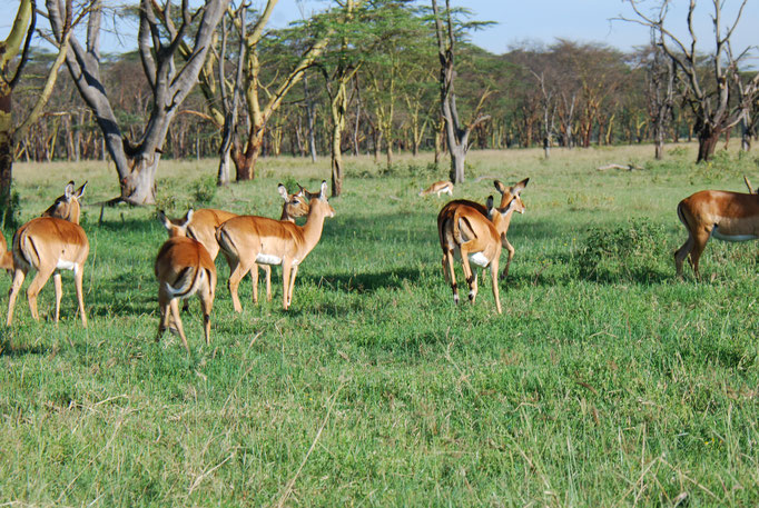 Nakuru Nationalpark, Impalas