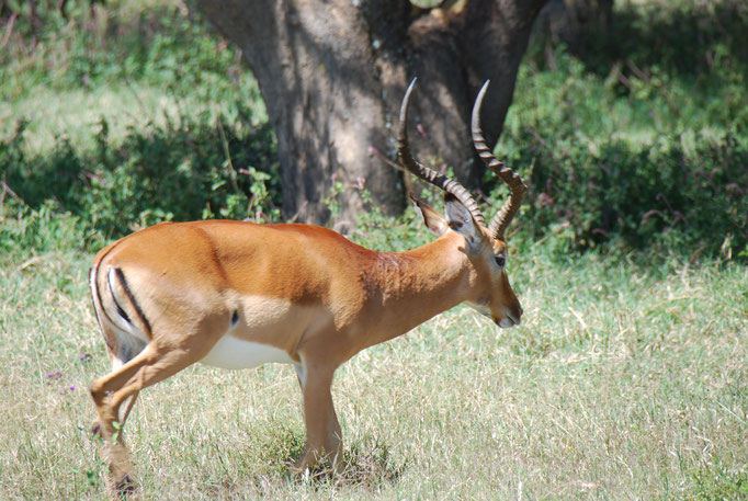 Nakuru Nationalpark, Impalas