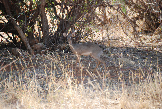 Samburu Nationalpark, Kirk-Dikdik