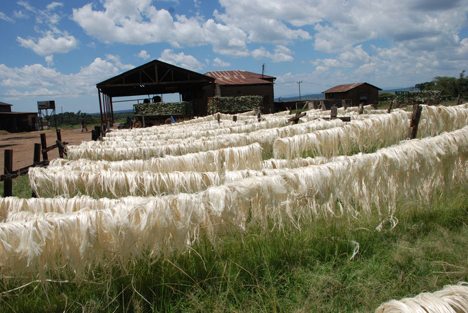 Sisal Plantage mit Fabrik zur Sisal Verarbeitung