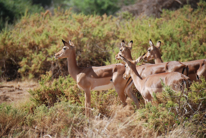Samburu Nationalpark, Impalas oder Schwarzfersenantilope