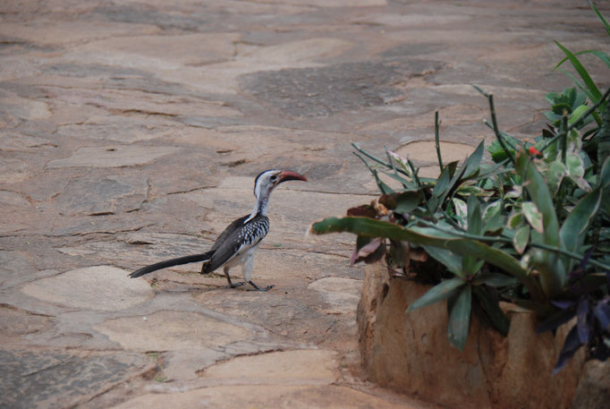 Samburu Nationalpark, 