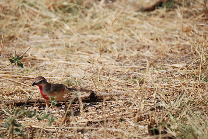 Samburu Nationalpark, Rosenwürger (Meisenart)