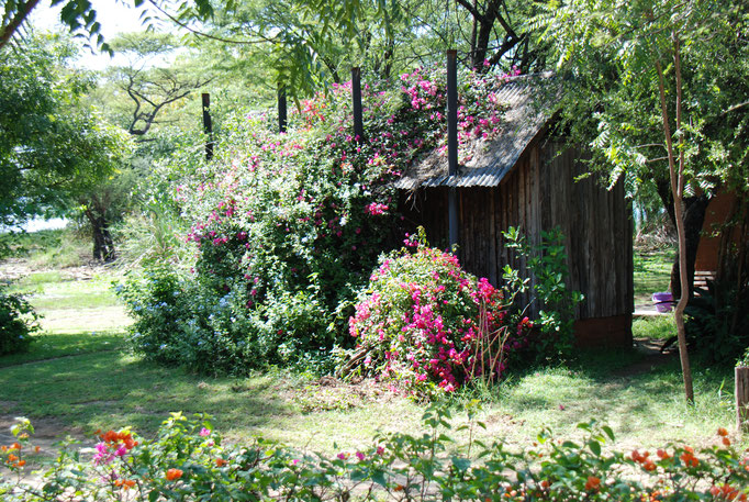 am Baringo See