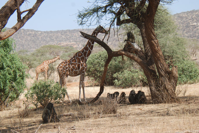 Samburu Nationalpark, Steppenpaviane mit Netzgiraffen 