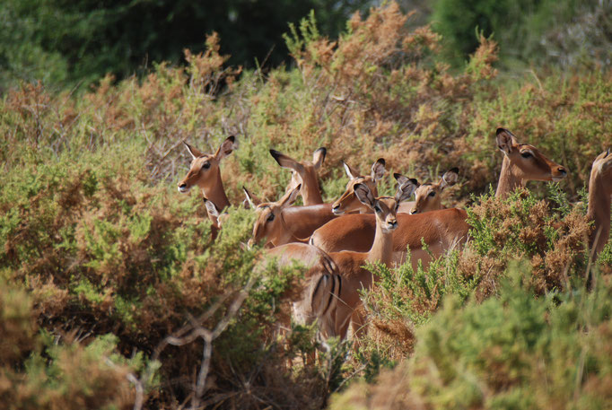 Samburu Nationalpark, Impalas oder Schwarzfersenantilope