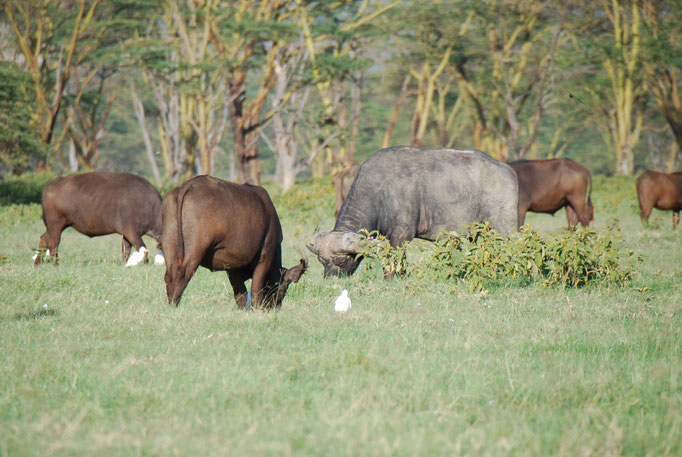 Nakuru Nationalpark,  Kaffernbüffel