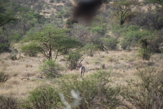 Samburu Nationalpark, Oryxantilope