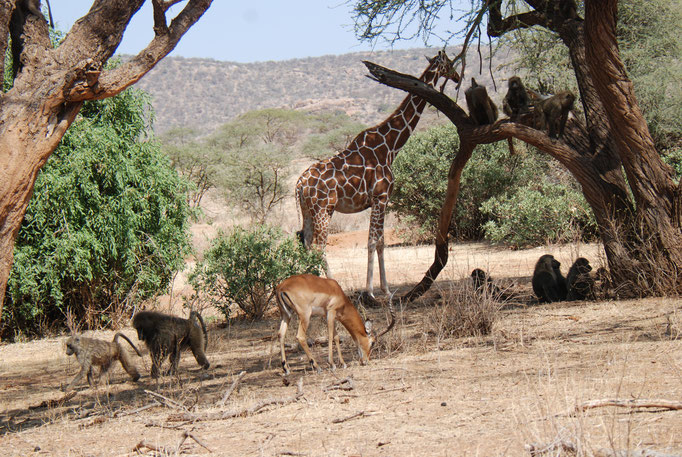Samburu Nationalpark, Steppenpaviane mit Netzgiraffen 