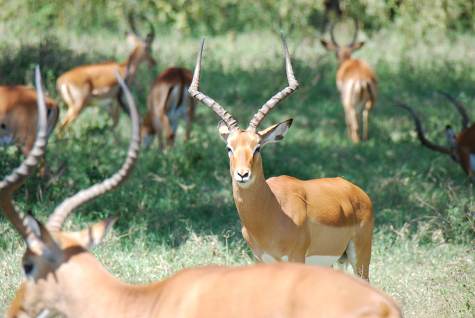 Nakuru Nationalpark, Impalas