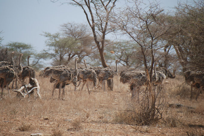 Samburu Nationalpark, Strauß 