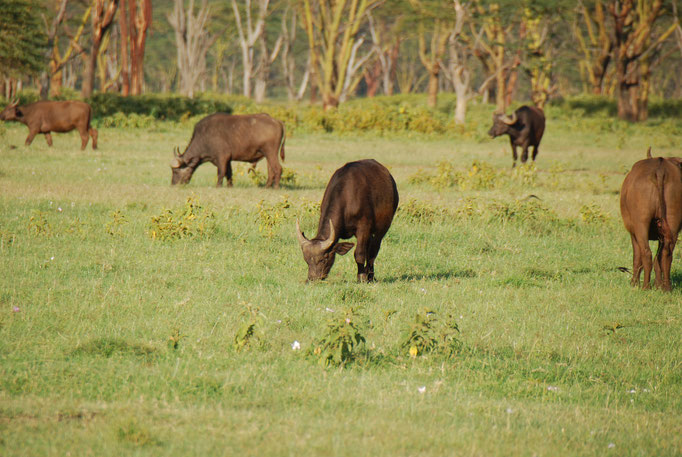 Nakuru Nationalpark,  Kaffernbüffel