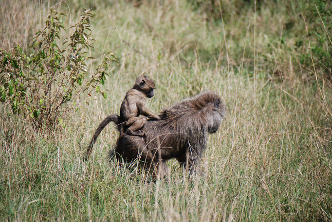 Massai, Mara, Paviane