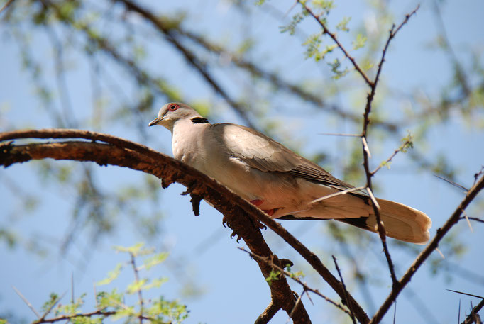 am Baringo See