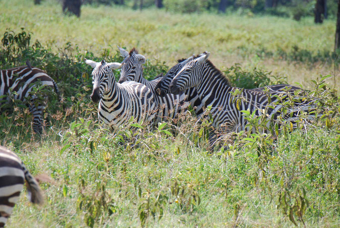 Nakuru Nationalpark, Steppenzebra