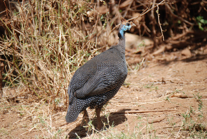 Samburu Nationalpark, Helmperlhühner