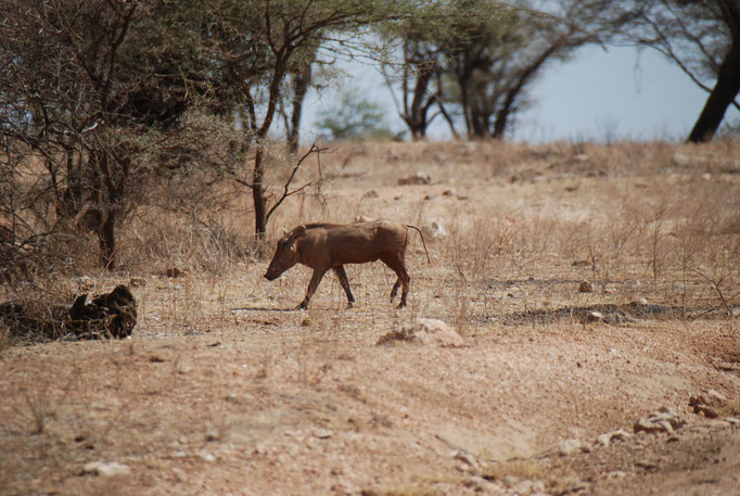 Samburu Nationalpark,  Warzenschweine