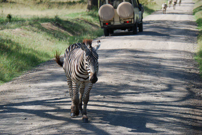 Nakuru Nationalpark, Steppenzebra