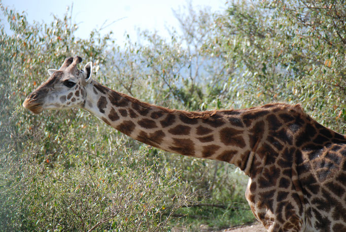 Massai Mara, Netzgiraffen