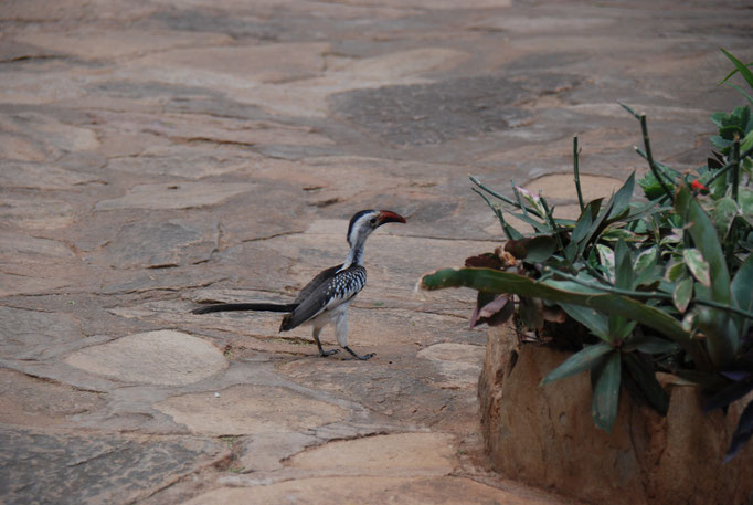 Samburu Nationalpark, 