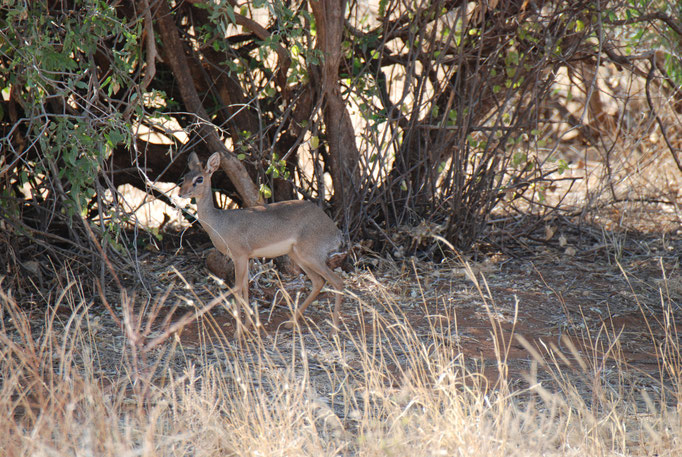 Samburu Nationalpark, Kirk-Dikdik