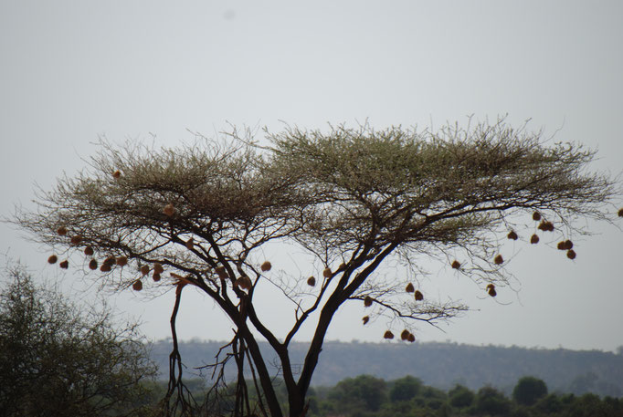 Samburu Nationalpark, Webervögel