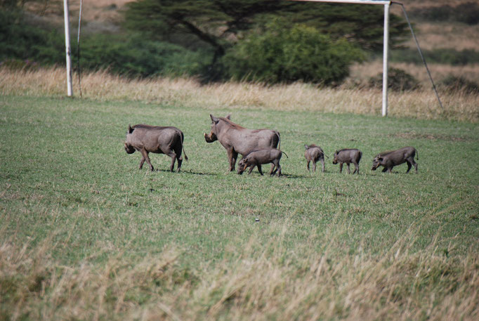 Massai, Mara, Warzenschweine 