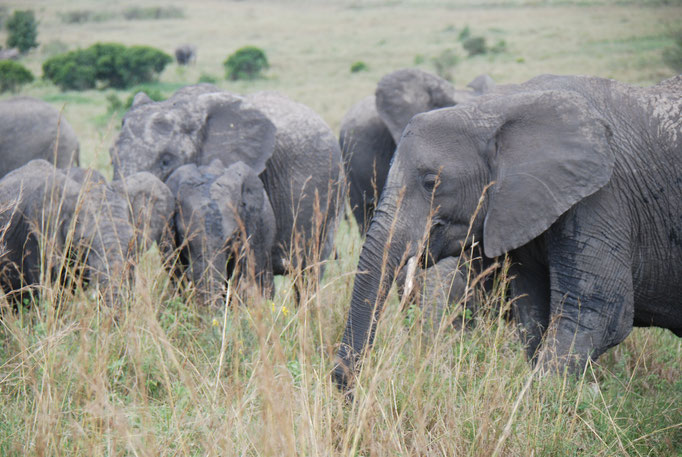 Massai Mara, Elefanten