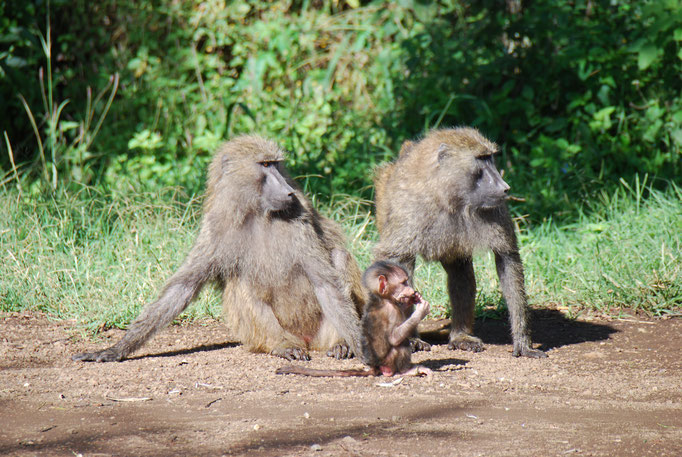 Nakuru Nationalpark, Paviane