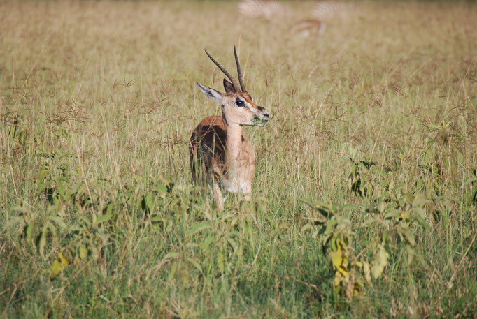Nakuru Nationalpark, Thomsongazelle