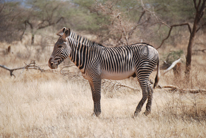 Samburu Nationalpark, Grevy Zebra 